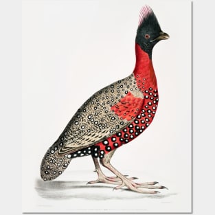 Black Headed Pheasant Posters and Art